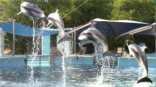 Dolphin Presentation at SeaWorld San Antonios Discovery Point  October 12 2018 [upl. by Aiker]