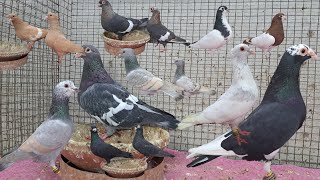 lalban  sheragi  zarath Humar mix pigeon lot 📞 8686540011 hyderabad telangana state [upl. by Molohs]