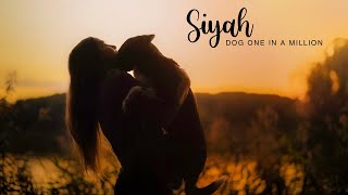 Siyah  Dog one in a million [upl. by Kassi]