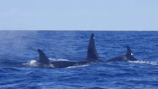 Ballenas Orcas en Puerto Rico 2020 [upl. by Gnivre]