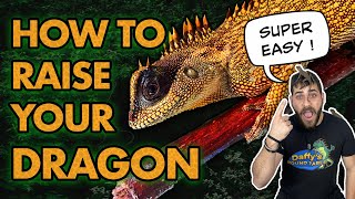 Watch This Before You Buy A Mountain Horned Dragon [upl. by Rutan359]