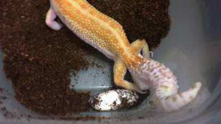 Leopard Gecko Laying Eggs [upl. by Hsotnas]