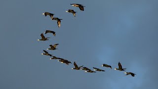 BEAUTIFUL  A Sky full of Cormorants  winter 1600 every day at Vallée de Hefer  Israel [upl. by Wobniar350]