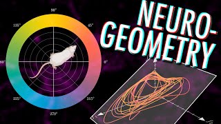 Neural manifolds  The Geometry of Behaviour [upl. by Ardnas881]