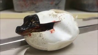 Baby alligator hatching [upl. by Narret]