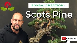 Bonsai Creation  Scots Pine [upl. by Ymeon317]