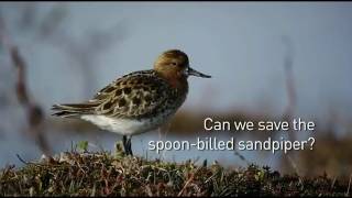 The Spoonbilled Sandpiper expedition  WWT [upl. by Vander]