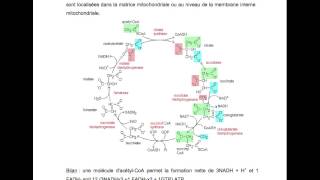 BIOCH  Métabolisme des glucides [upl. by Yniattirb]