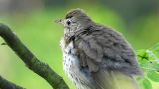 Song Thrush Singing  Turdus philomelos [upl. by Uri]