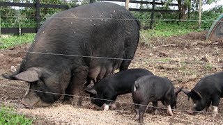 3 Important Pig Breeds for Successful Pig Farming in Africa duroc Landraclargewhite pigfarming [upl. by Eylrahc]