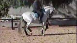 LUSITANO HORSES JAZZ [upl. by Eatnuahs]