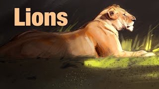 Drawing Animals  Lions [upl. by Nivek]