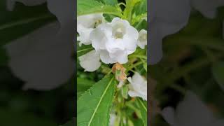 Impatiens balsamina L bóng nước phượng tiên hoa Trị xương khớp đắp ngoài hơi có độc [upl. by Kiran595]