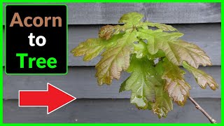 How to Grow an English Oak Tree from an Acorn  Seed  Nut [upl. by Awahsoj]