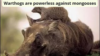 Warthogs are powerless against mongooses and heres why [upl. by Ahsiniuq]