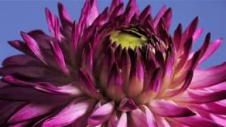 Dahlia bud to flower opening time lapse [upl. by Rebmaed]