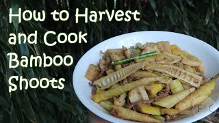 Harvesting Bamboo Shoots From Your Backyard  How to Harvest Prepare and Cook Bamboo Shoots [upl. by Mudenihc257]