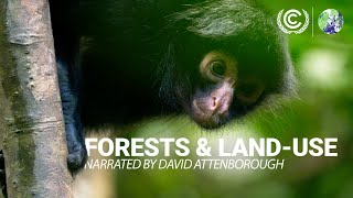 COP26 Forests and LandUse Narrated by David Attenborough [upl. by Fenton]