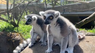 Meet The RingTailed And Red Ruffed Lemurs [upl. by Margit]