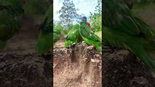 A man walks across a lot of parrots on the groundpart1parrot birds nature eagle dance gaming [upl. by Acirretal]