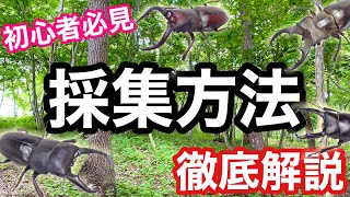 クワガタ採集の基本知識 発生時期・場所・装備・注意点について徹底解説【初心者向け】 [upl. by Entirb]