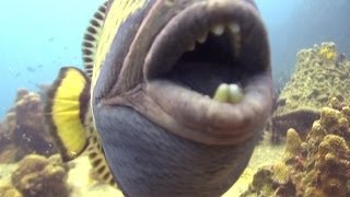 ANGRY TRIGGERFISH Biting Camera [upl. by Ecad]