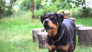 Rottweiler barking very scary [upl. by Berliner]