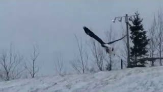 Eagle Flies Away with Cat  ViralHog [upl. by Bronk826]