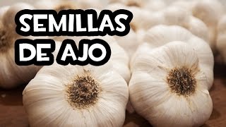 Como conseguir Semillas de Ajo  Huerta Organica [upl. by Ariday848]