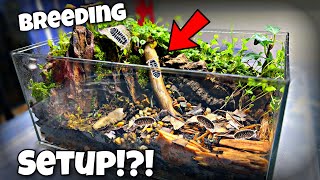 Breeding Isopods in DIY Terrarium Profit [upl. by Schilt]