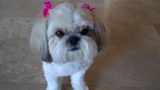 Shih Tzu Doing Dog Tricks [upl. by Yrelav]