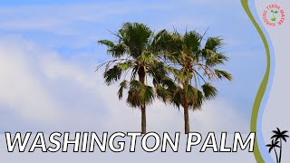 WASHINGTON PALM Information and Growing Tips Washingtonia robusta [upl. by Aicelet381]