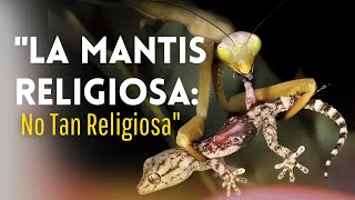 LA MANTIS RELIGIOSA El insecto que se come a su pareja [upl. by Assiroc]