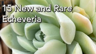 15 Rare Echeveria with Names  New and Interesting collectable Varieties [upl. by Venetis260]