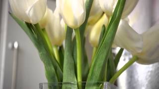 How to Work with Cut Tulips [upl. by Dagmar]