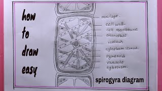 How to draw spirogyra cell diagramspirogyra cell drawing easy [upl. by Ttebroc653]