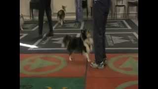 Heelwork to Music Sheltie Training day [upl. by Heilner]