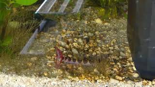 Kuhli Loach devours Red Cherry Shrimp [upl. by Anwahs]