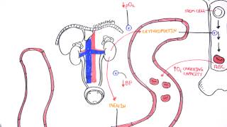 Endocrinology  Renal Hormones [upl. by Ynnam213]