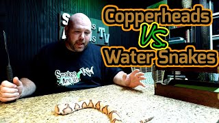 Copperheads VS Water Snakes [upl. by Rog833]