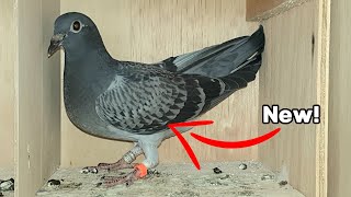 Top 10 highflying pigeon breeds [upl. by Milburt70]