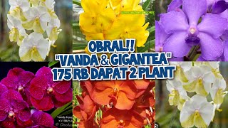 STOCK BARU VANDA amp GIGANTEA  175 RB DAPAT 2 PLANT no admin 085782741417 🙏💯 [upl. by Anaujnas]