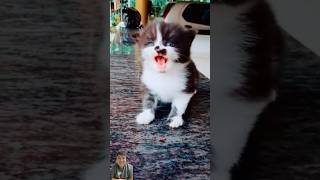 🥹🥹 cat catlover cute kitten pets malayalam animals rescuedog dog shortvideo shorts [upl. by Aremus]