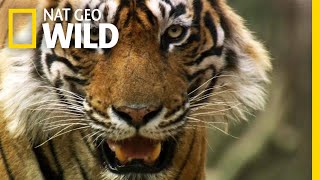 Even Tigers Must Battle For Food  Nat Geo Wild [upl. by Cissie]