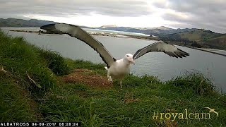 Watch Endangered young albatross takes to the skies for the first time [upl. by Sylas]