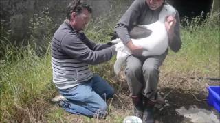 Banding a first time returning Royal Albatross at the Royal Albatross colony Dunedin New Zealand [upl. by Vookles]