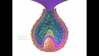 Early Tooth Development [upl. by Bernstein438]