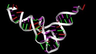 Tipos de ARN  Biología [upl. by Hollenbeck]