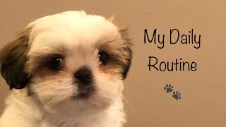 A Day in My Life  Shih Tzu Puppy [upl. by Lonergan]