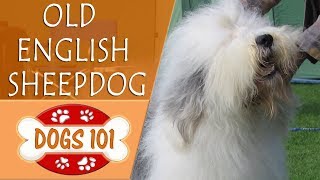 Dogs 101  OLD ENGLISH SHEEPDOG  Top Dog Facts About the OLD ENGLISH SHEEPDOG [upl. by Kyla158]